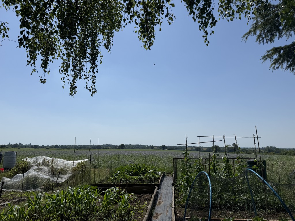 Lot: 168 - DETACHED COTTAGE IN ESSEX VILLAGE LOCATION - View from the bottom of the garden over allotments and fields